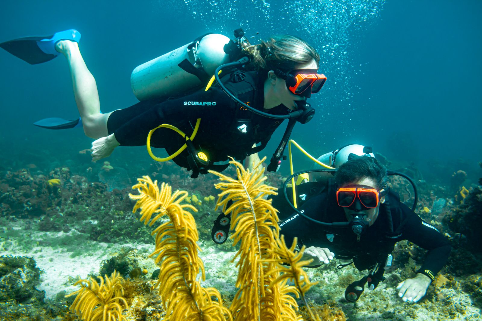 Scuba Diving In Grenada: What To Expect