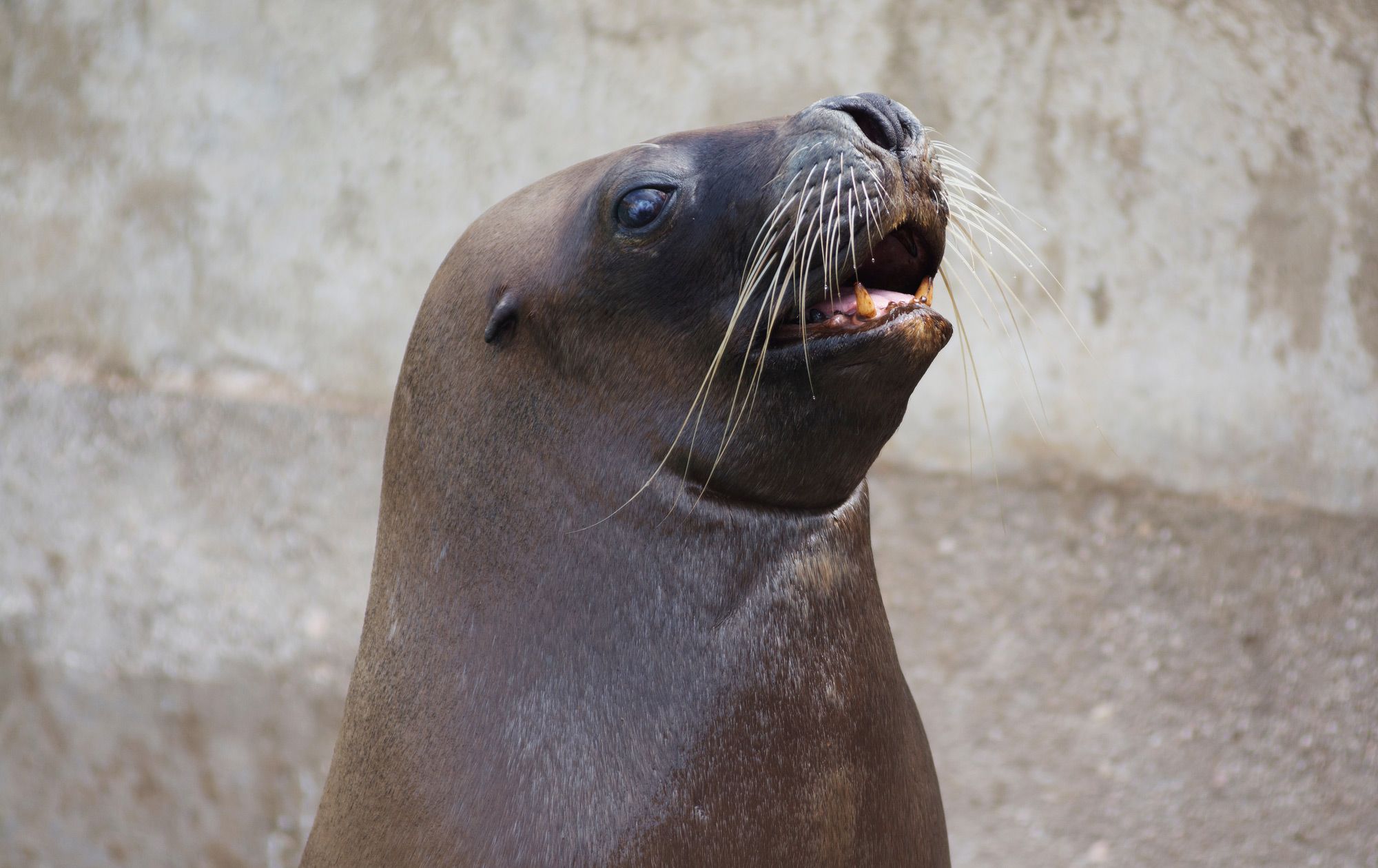 Sea-Lion-Show