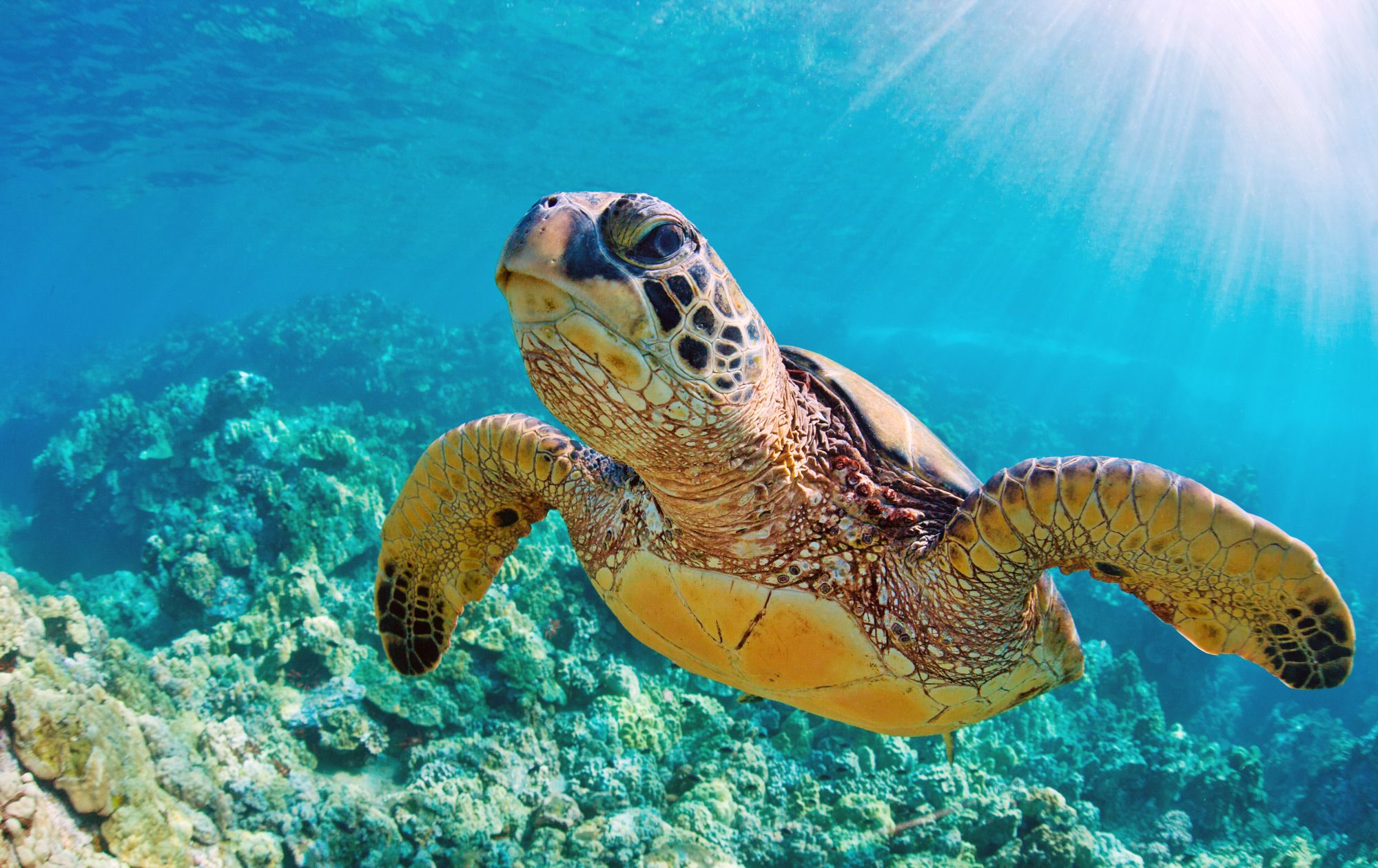 Sea Turtle