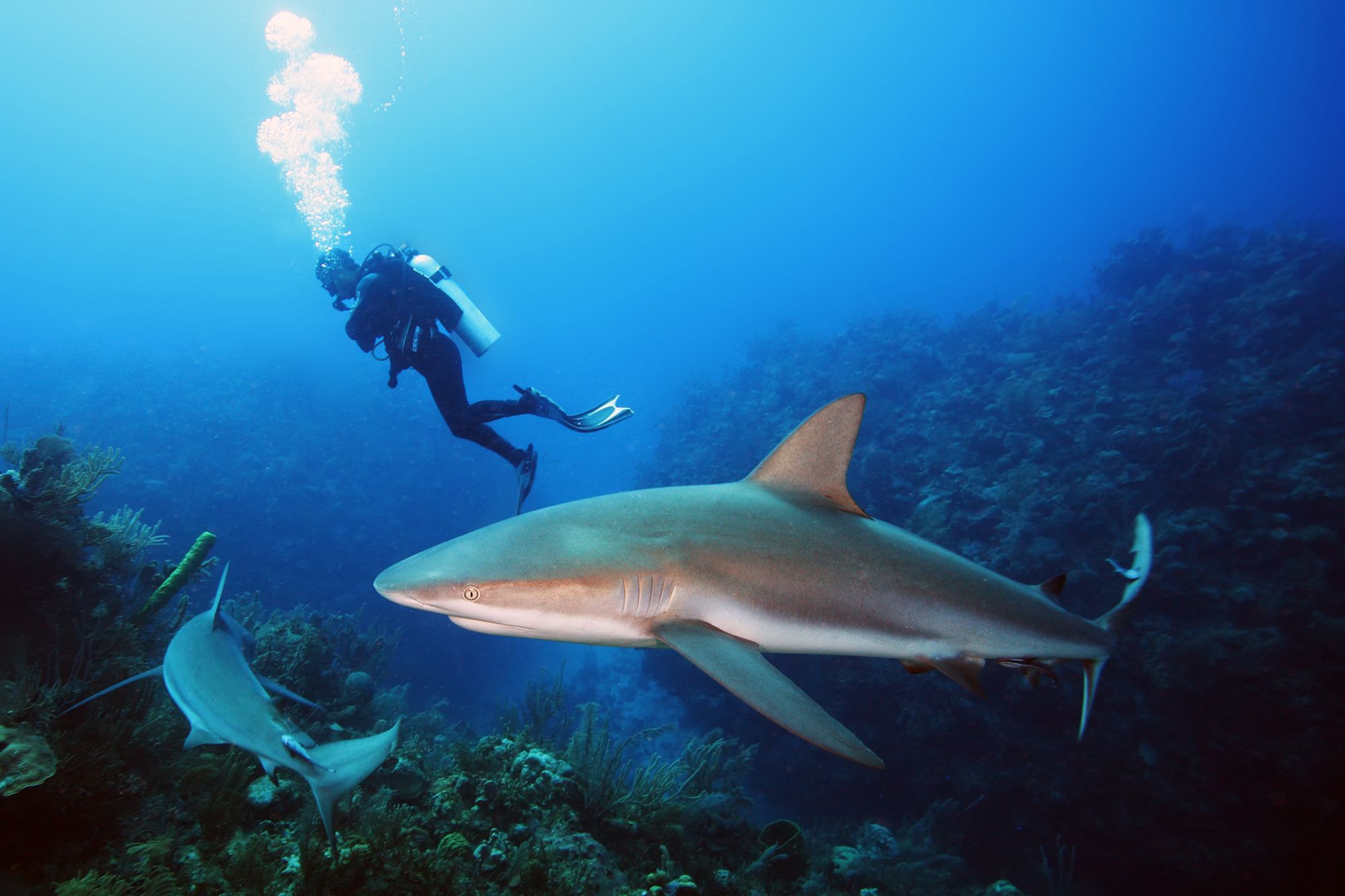 Shark-Dive