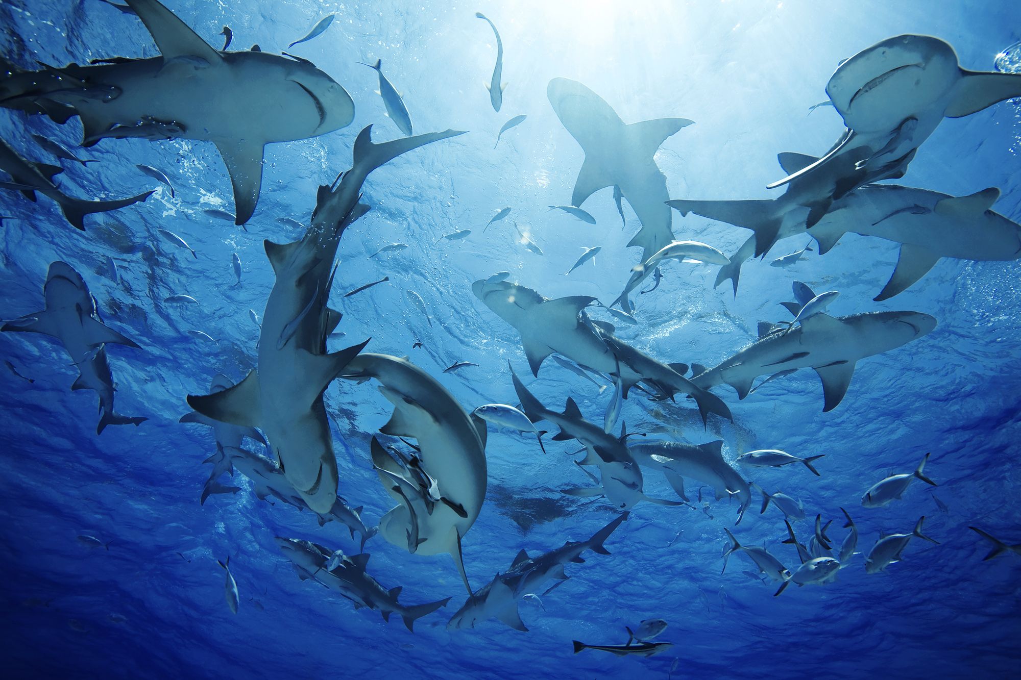 Sharks-Bahamas