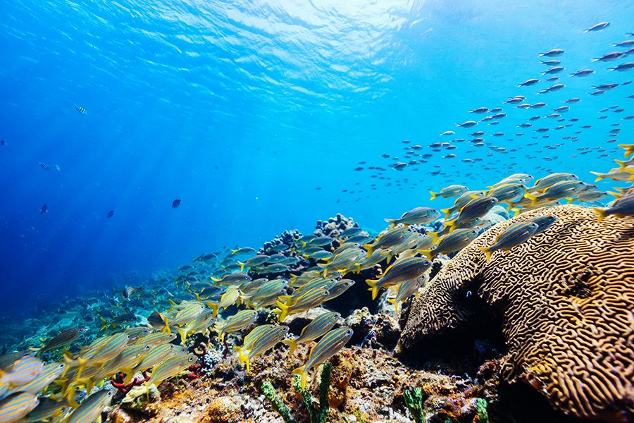 Snorkeling-at-Soufriere