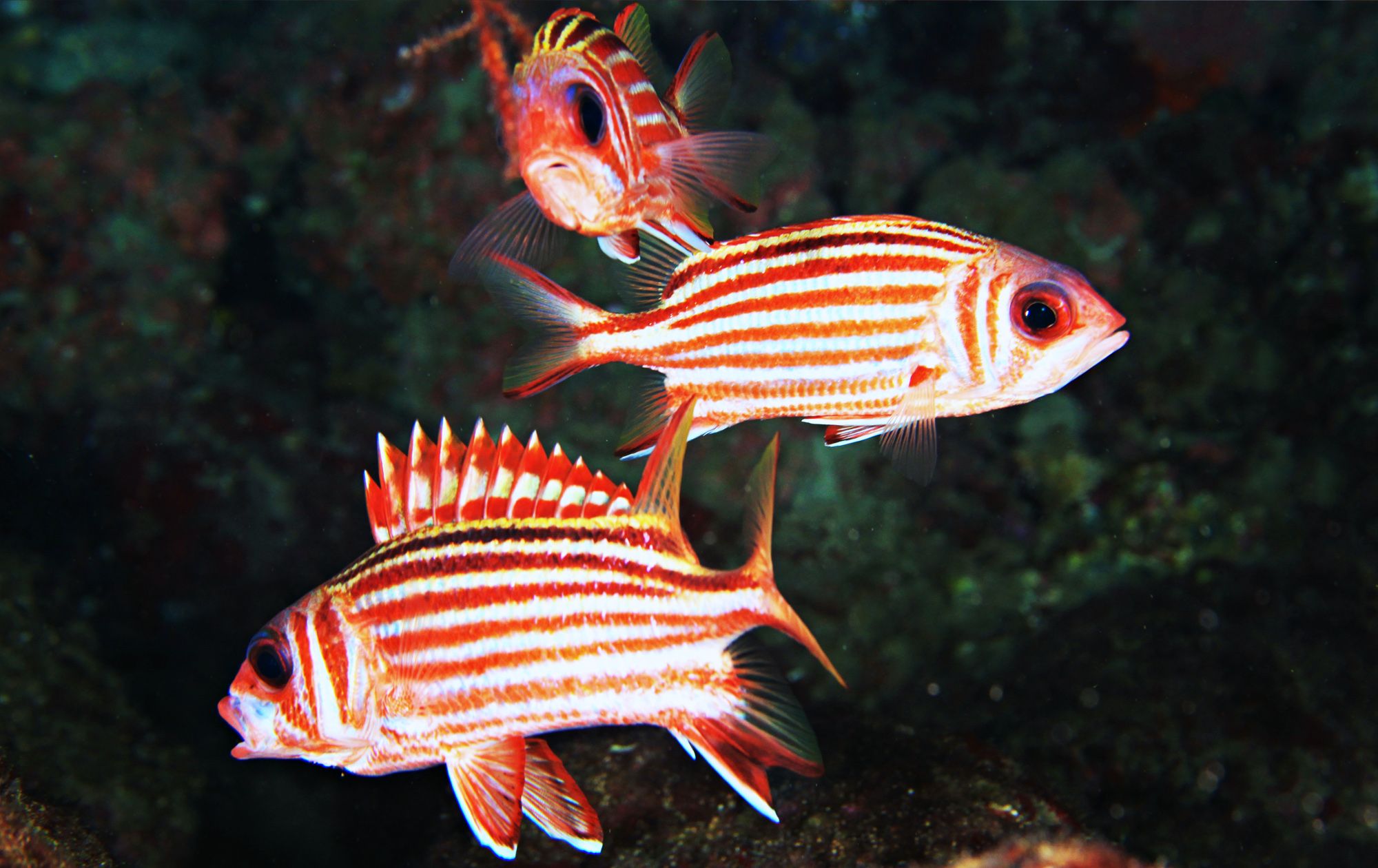 Soldier Fish Barbados