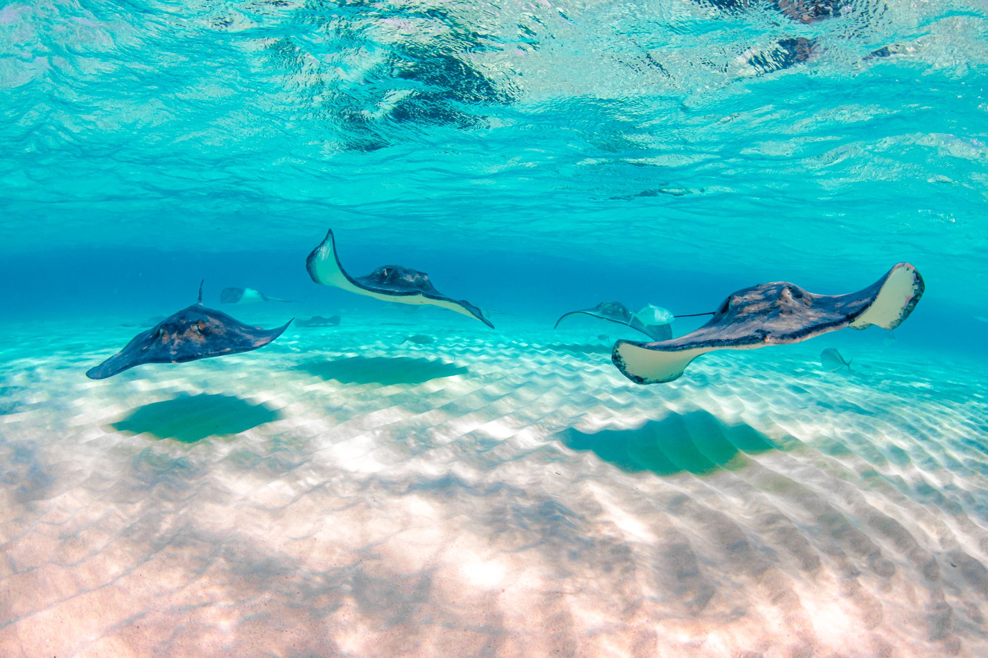 Stingray City