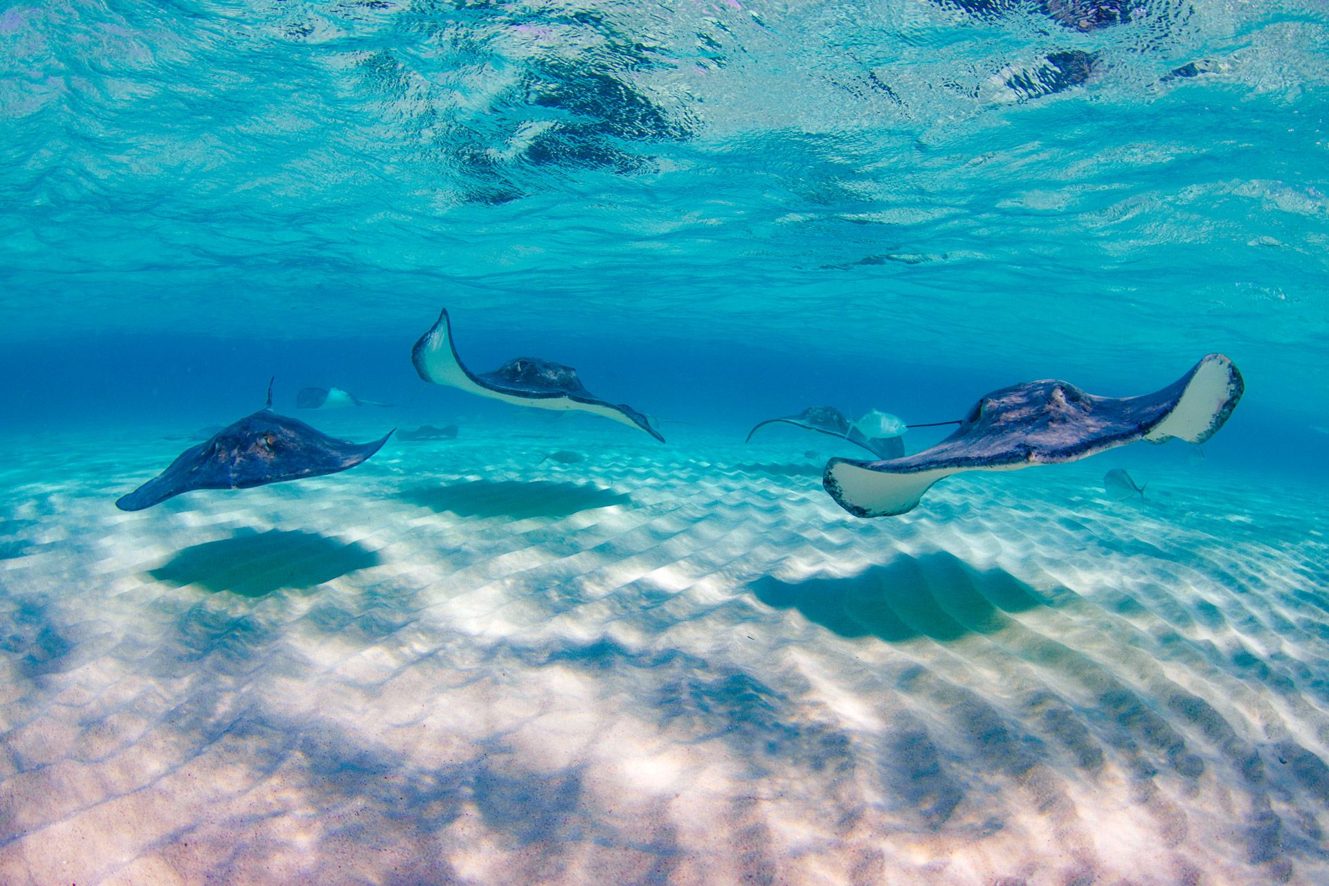 Stingrays