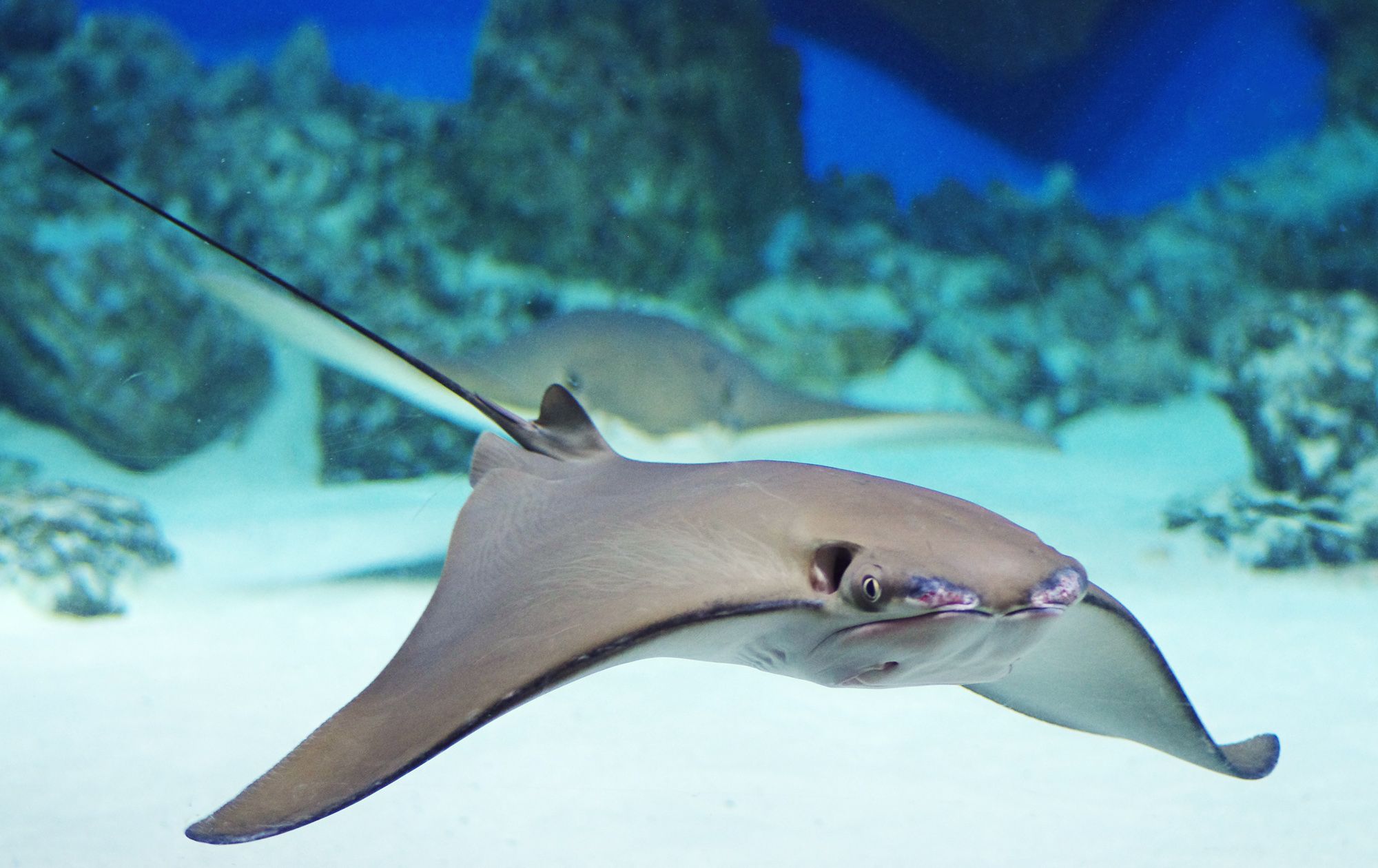 Stingrays Barbados