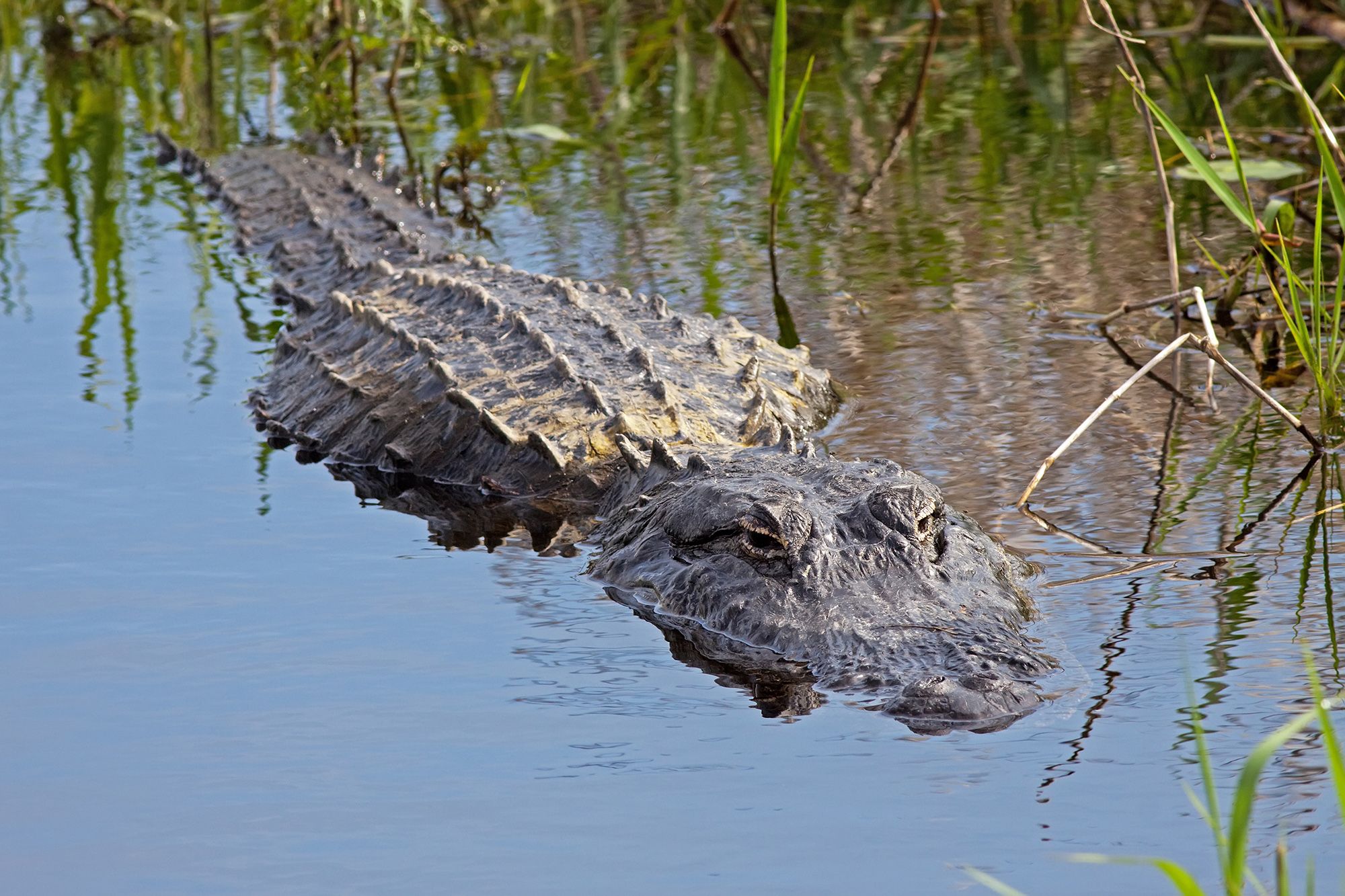 Swamp-Safari