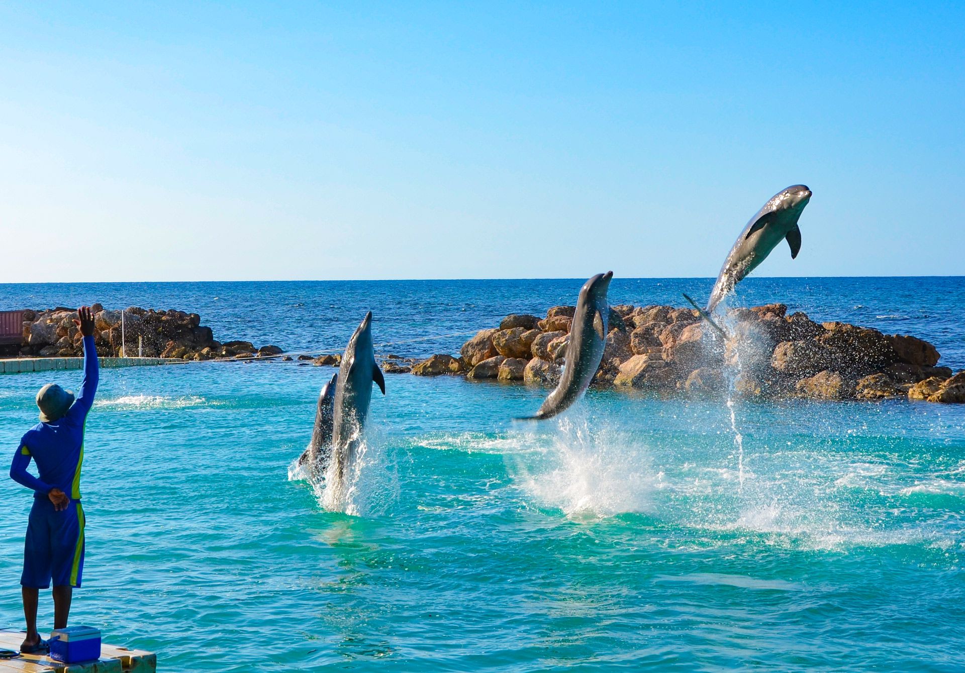 Swim With Dolphins, Stingrays And Sharks At Dolphin Cove