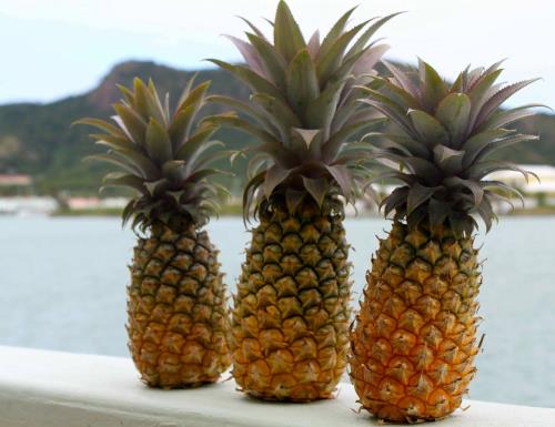 Take A Bite Into The Rare & Refreshing Antigua Black Pineapple