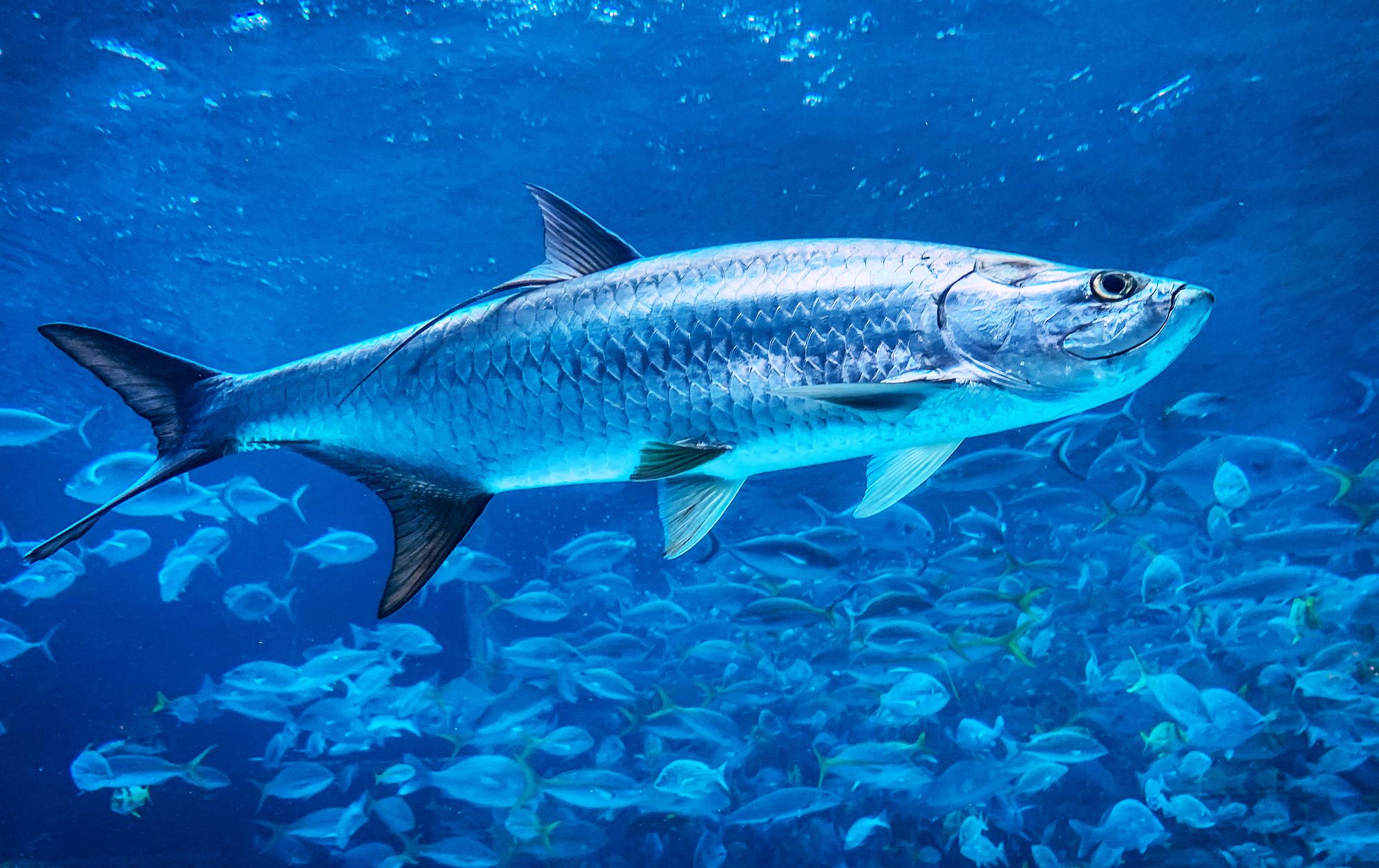 Tarpons