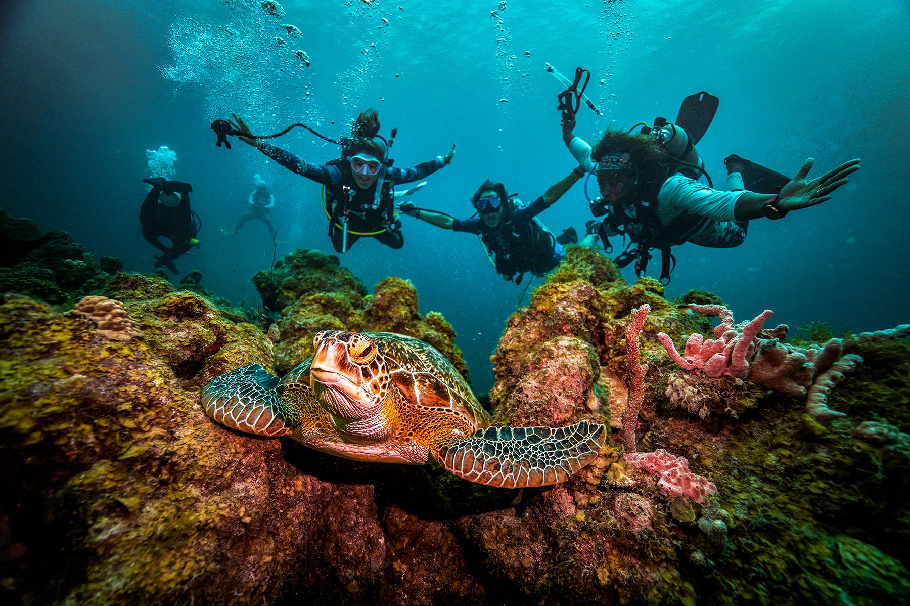 The Top Sandals Resorts & Destinations for the Ideal Scuba Diving Vacation