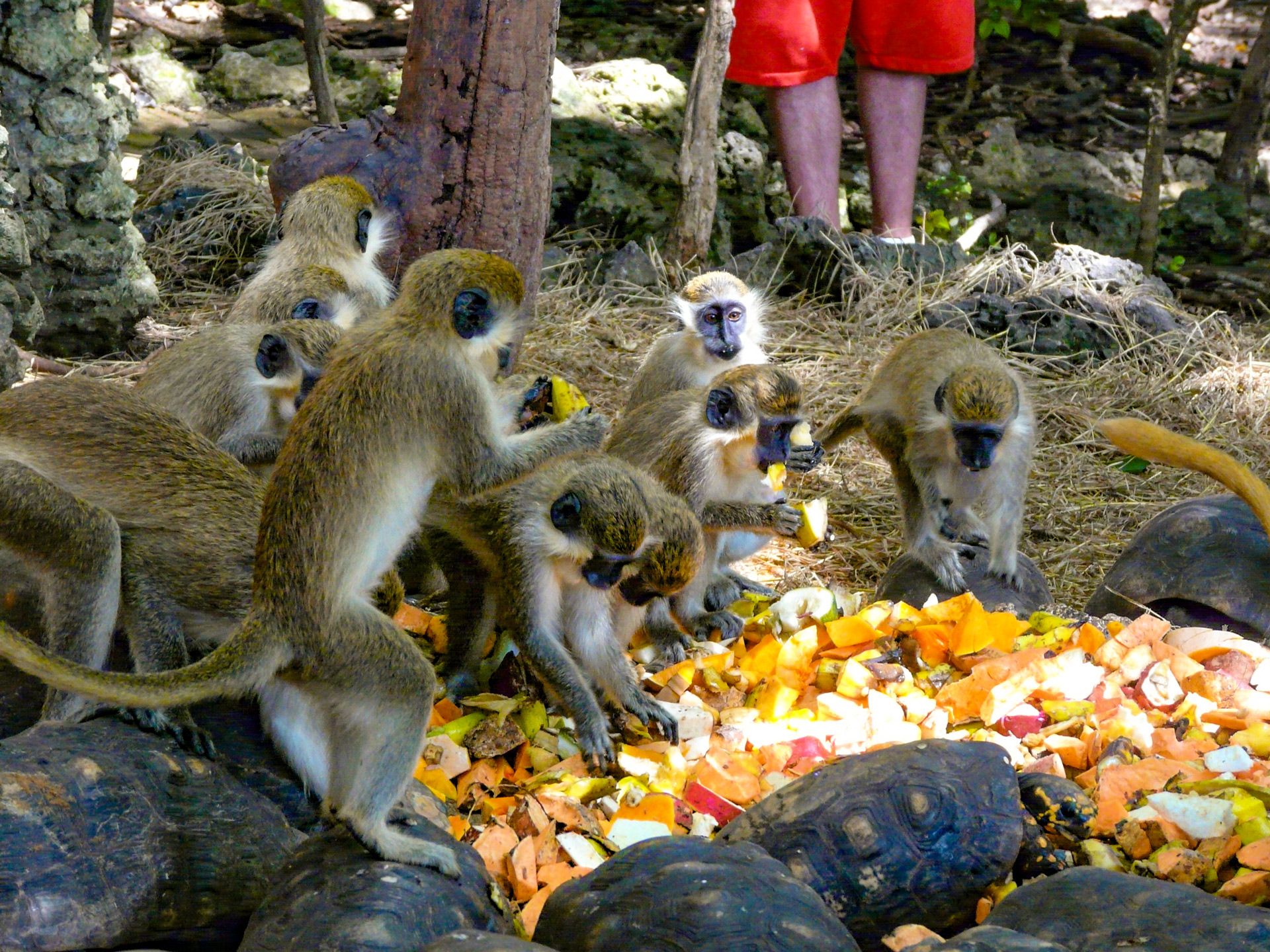 barbados wildlife reserve