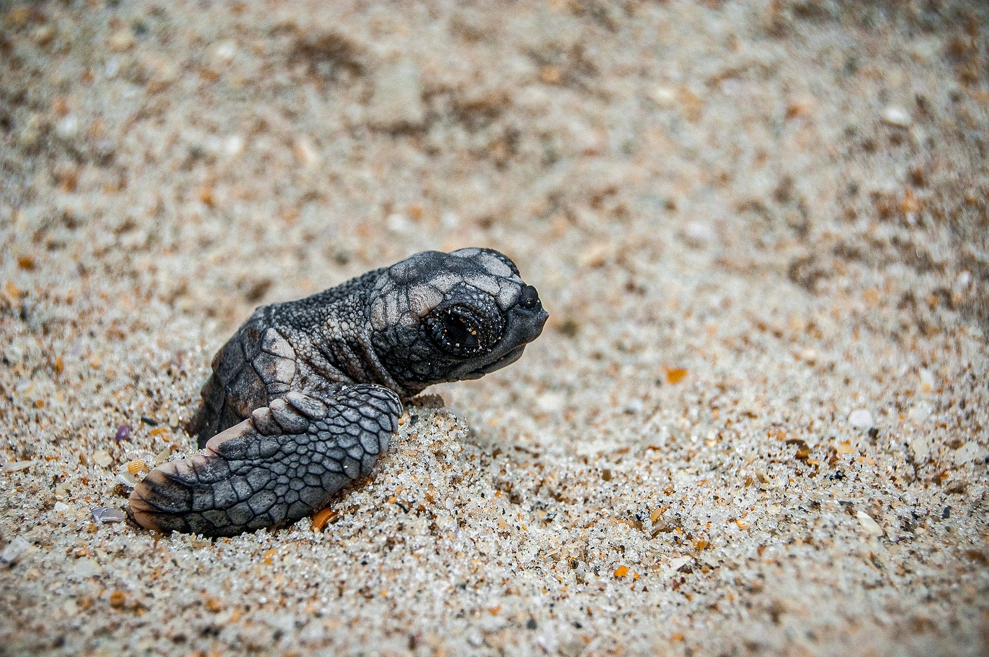 Turtle Baby Hatch Surfacing