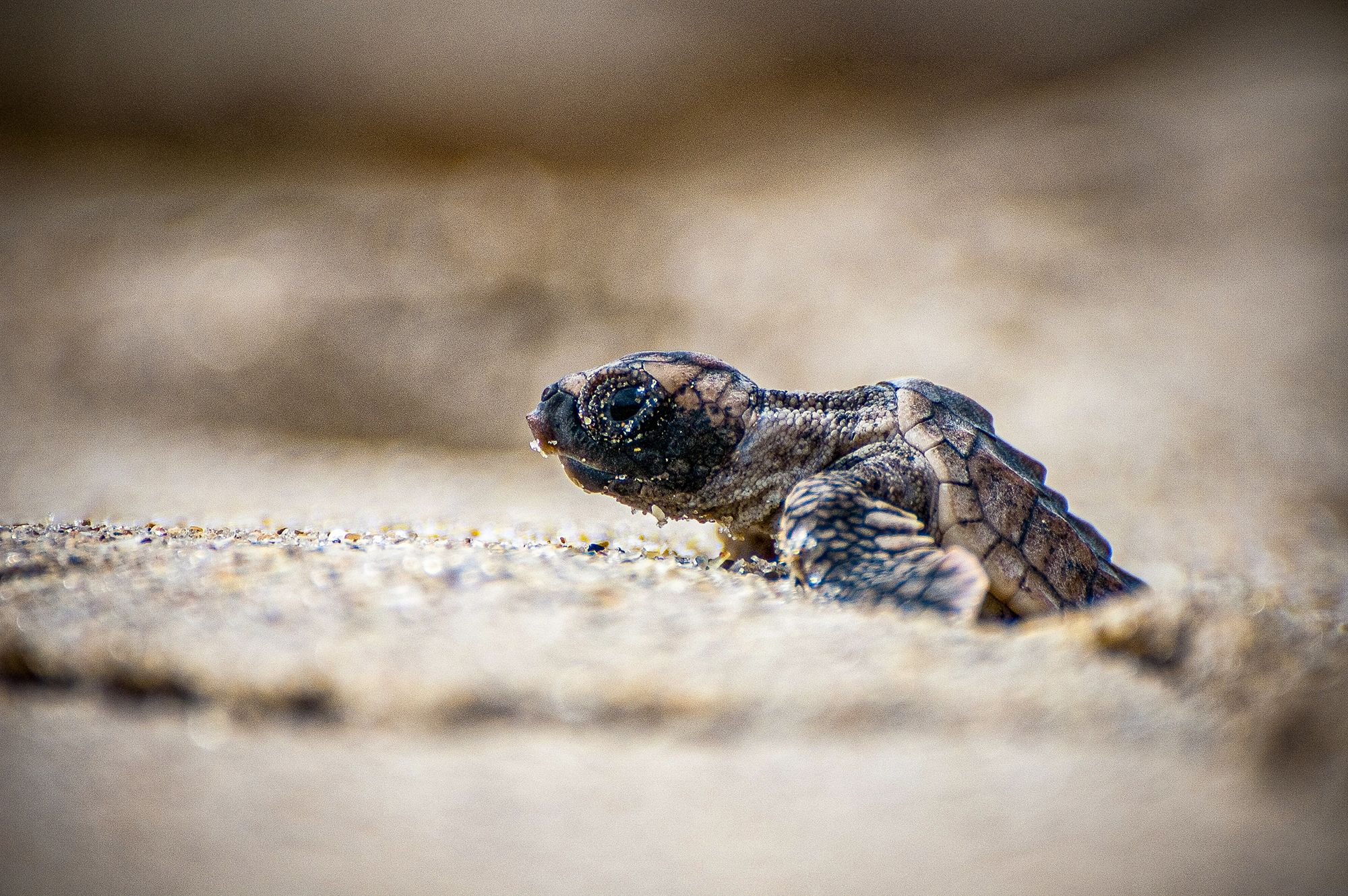 Turtle Baby Surfacing Hatch