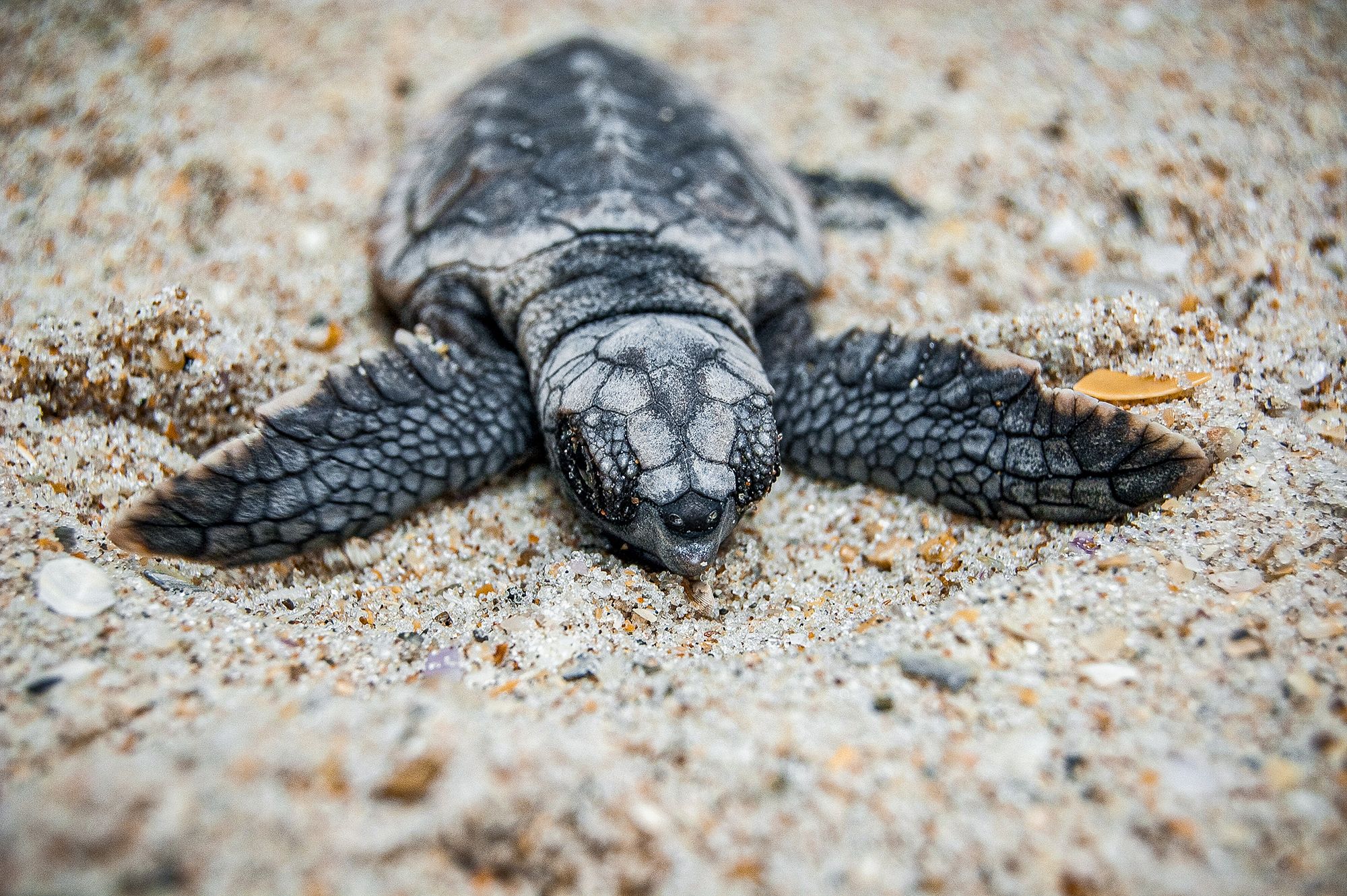 Turtle Baby Surfacing Hatching