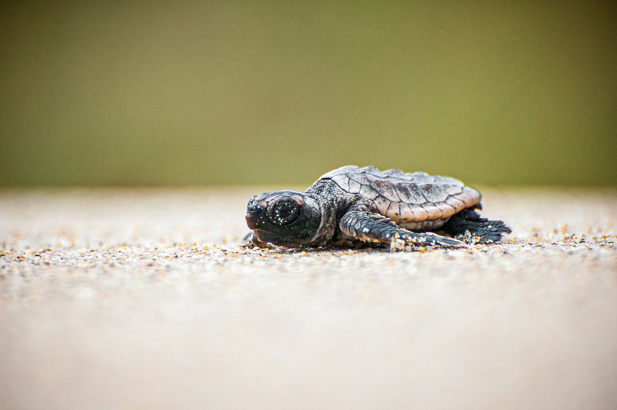 Turtle Baby Surfacing Walking