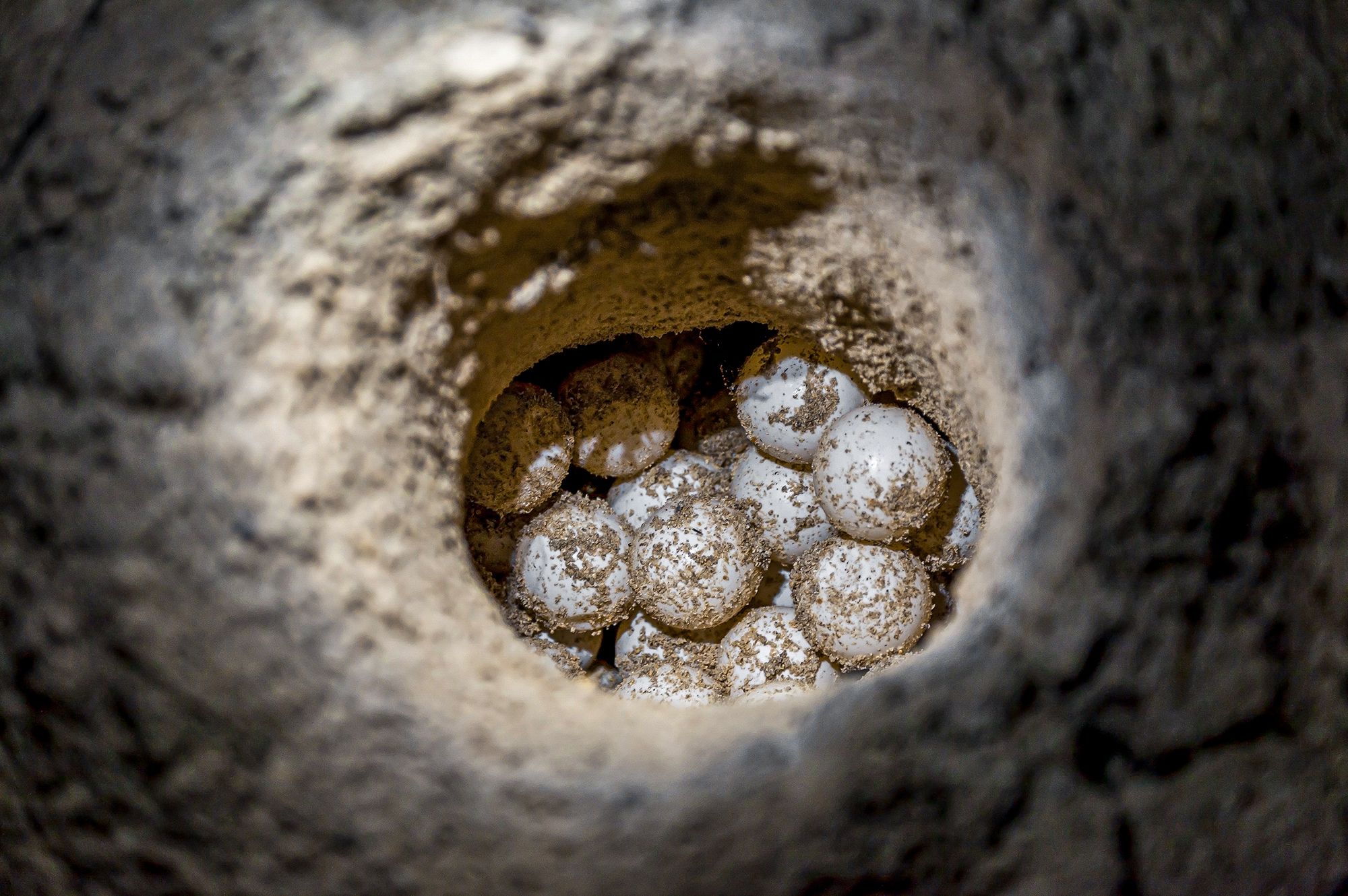 Turtle Nest Eggs Beach