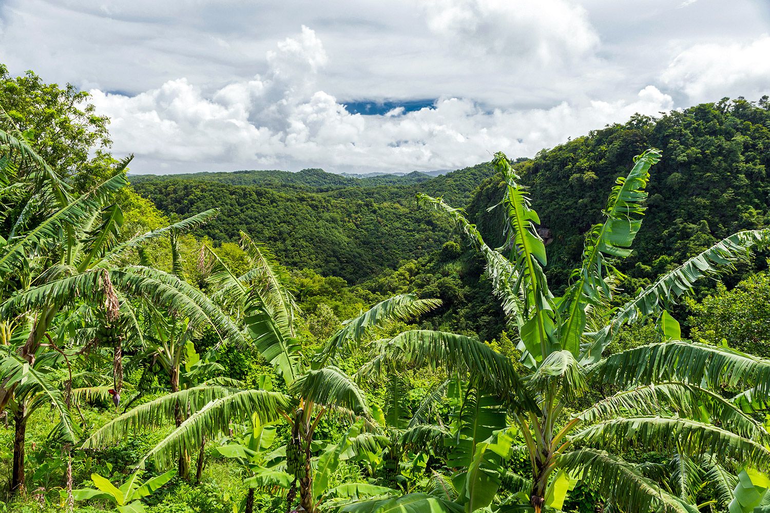 banana-plantation