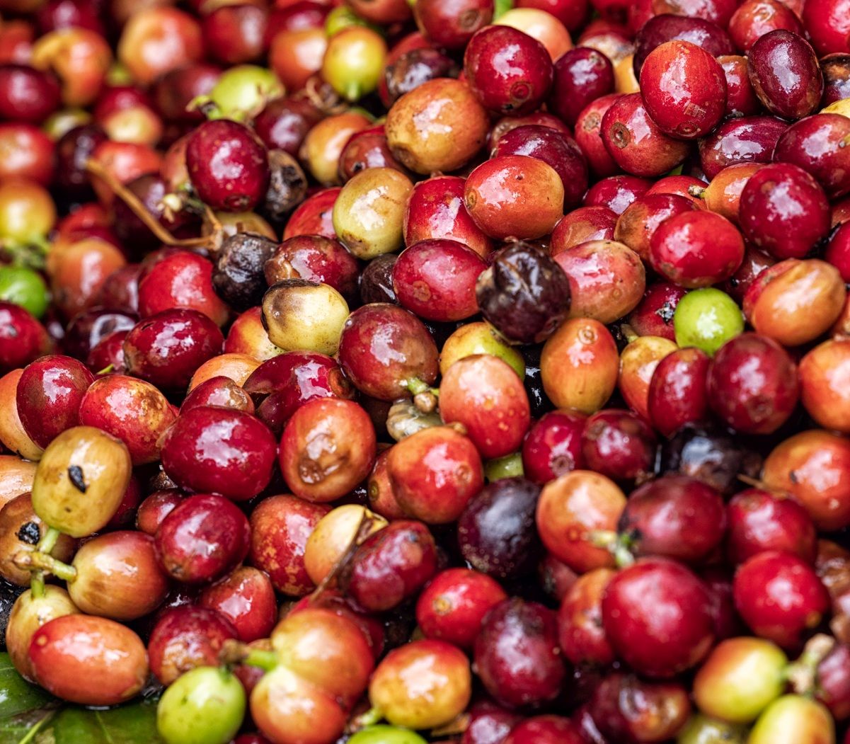 blue-mountain-coffee-beans