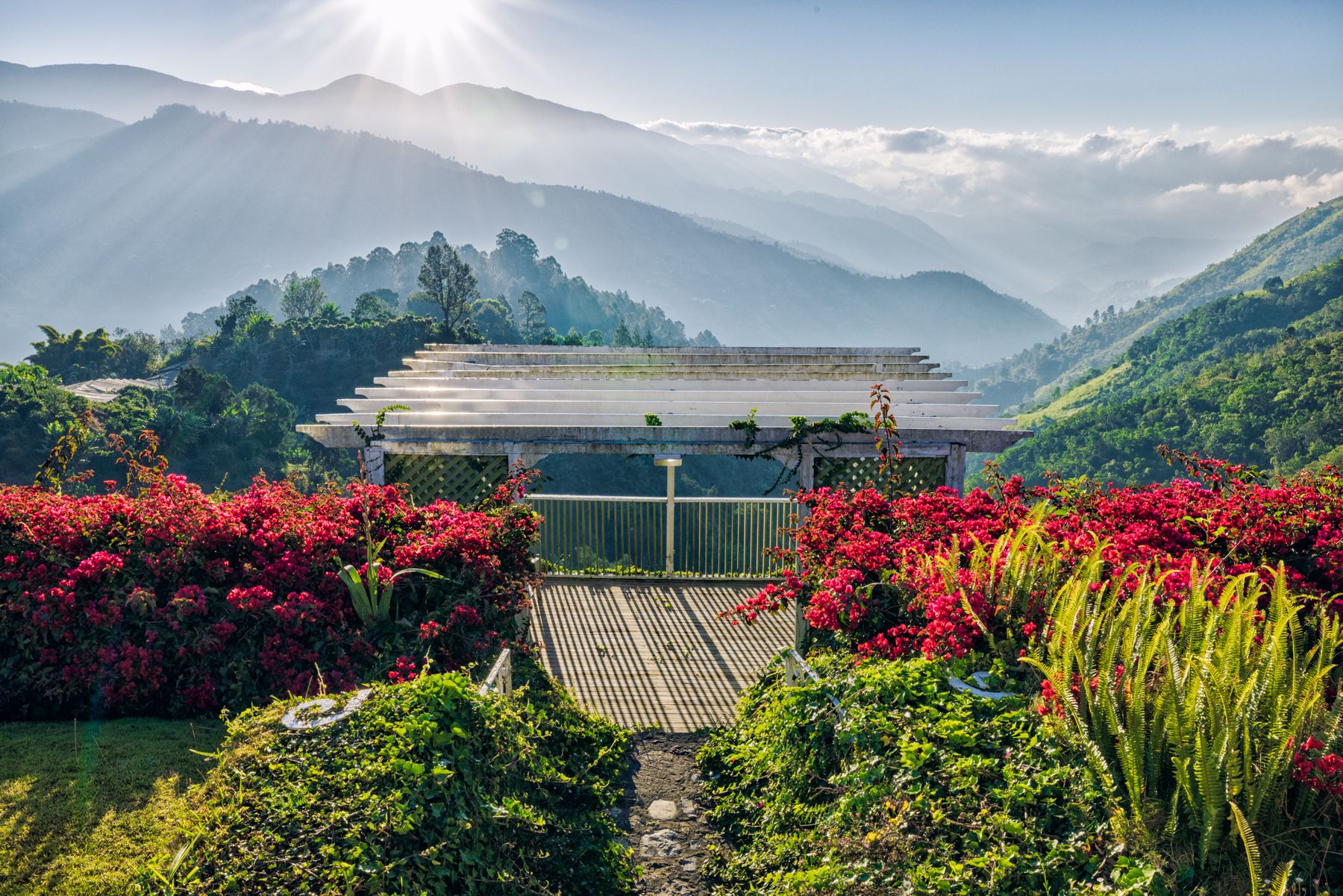 blue-mountain-coffee-estate