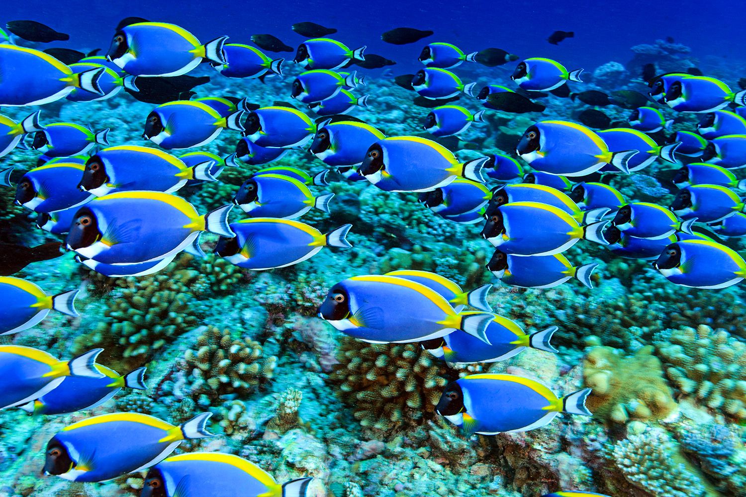 blue-tang