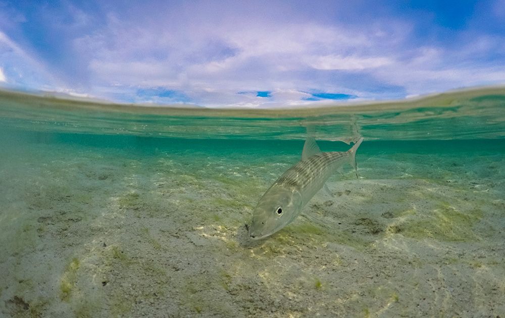 bonefish