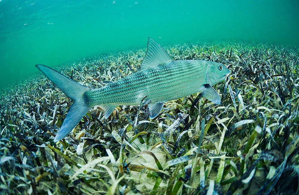 bonefish2