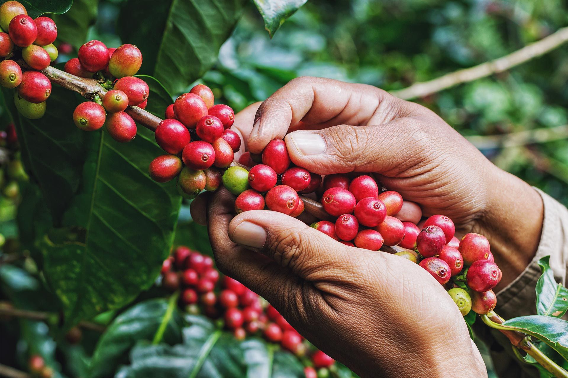 Jamaican coffee fruit