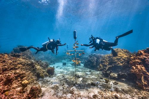 From Vacation to Restoration: Coral Gardening with Sandals Resorts