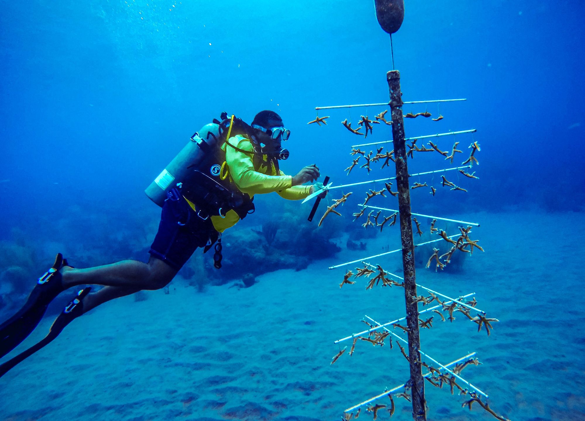 coralrestoration-1