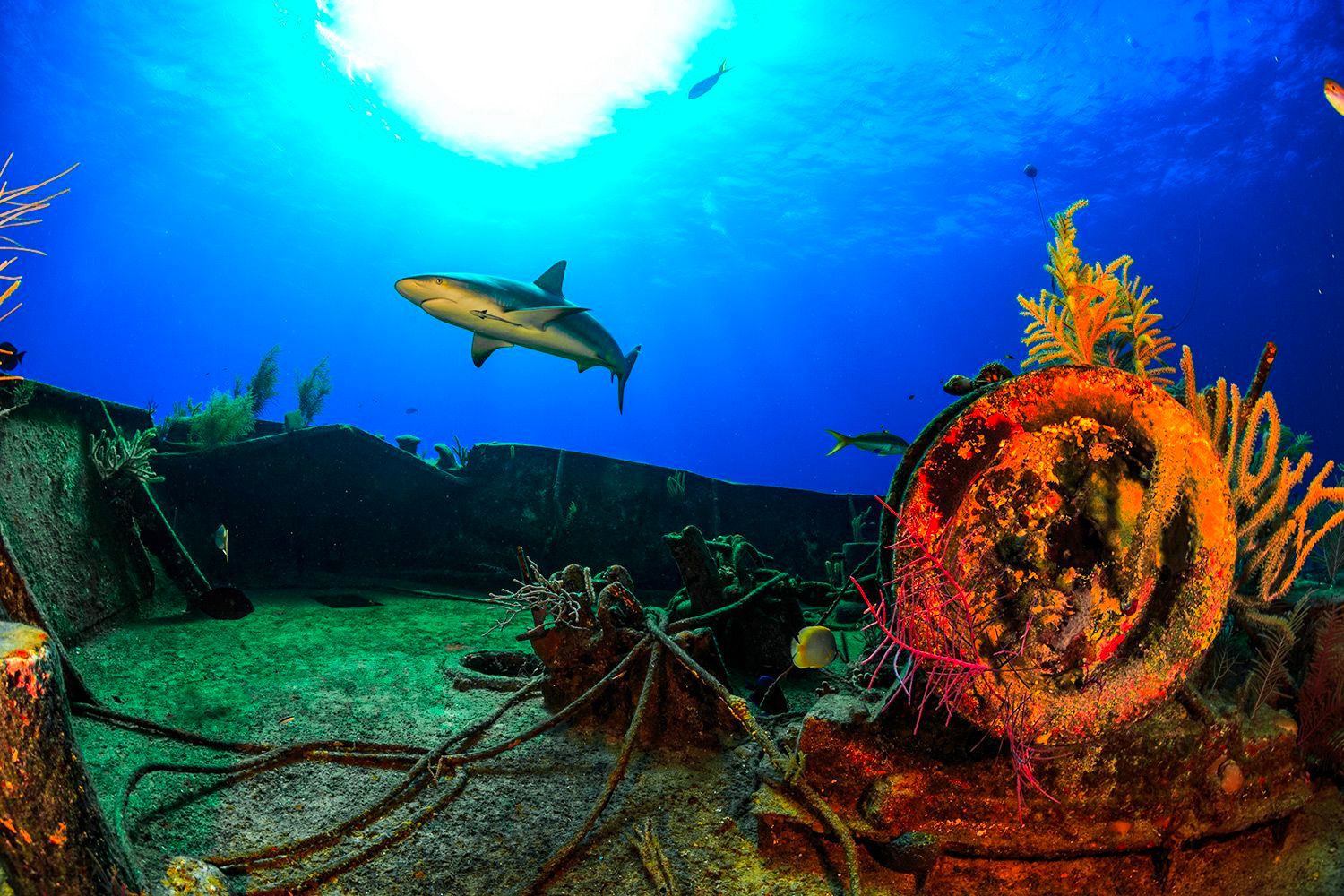 diving-in-The-Bahamas