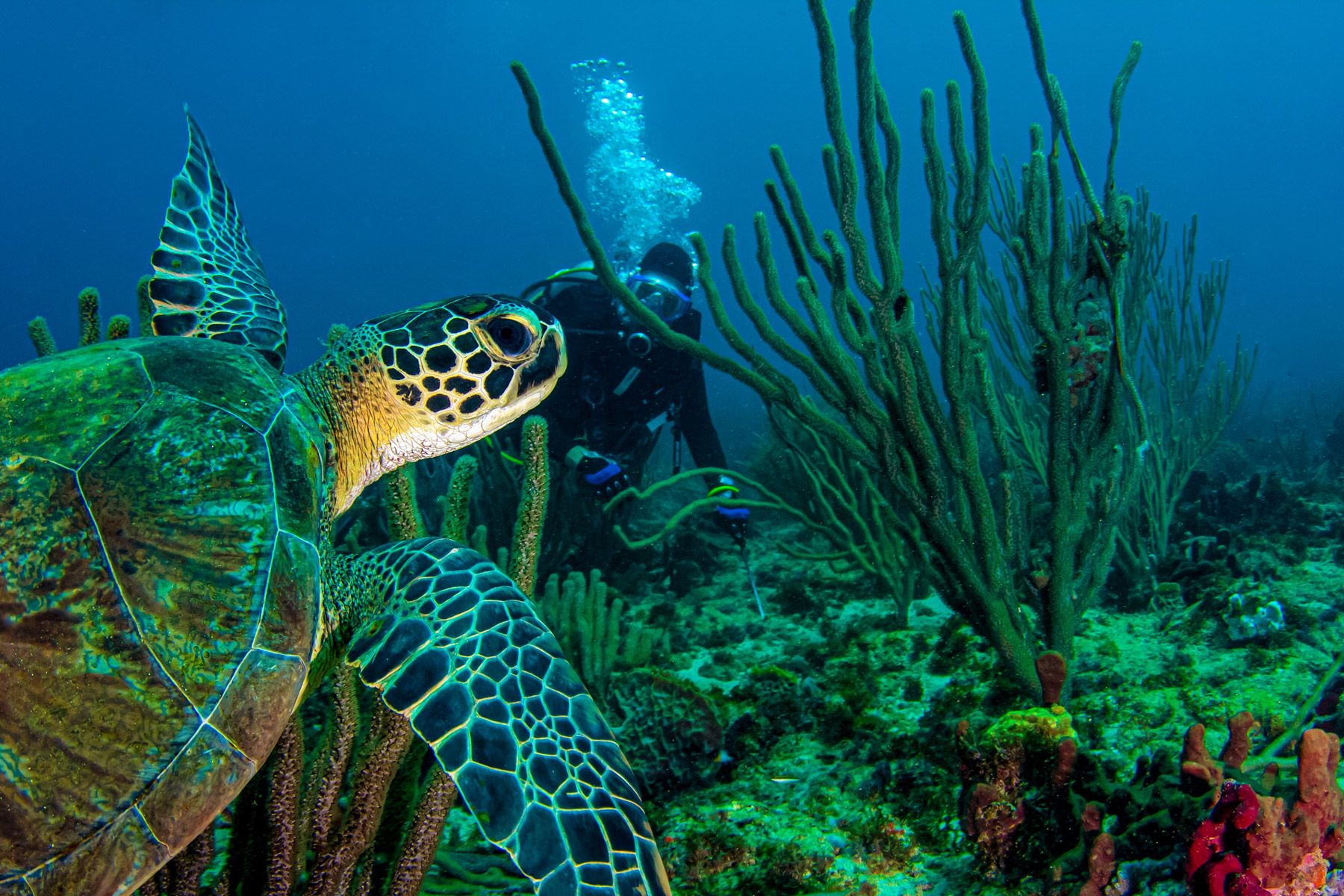 green sea turtle swims across a colorful Caribbean reef in Grenada, West Indies
