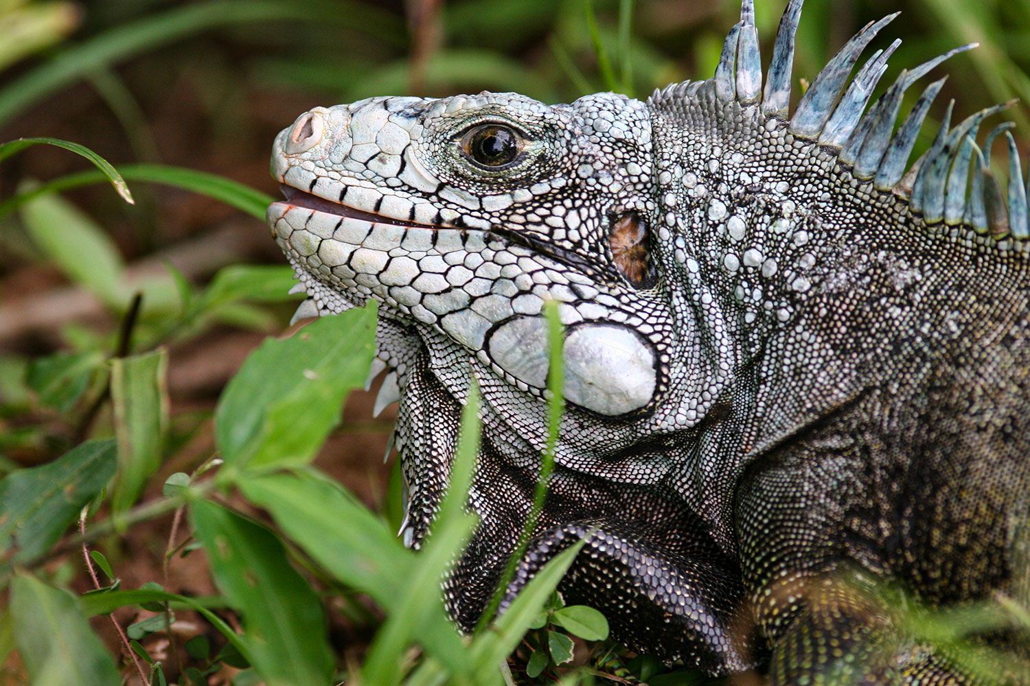 iguana