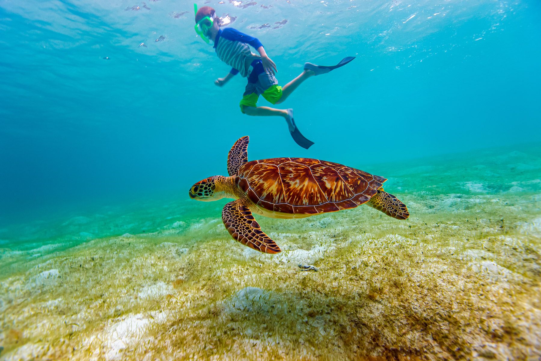 sea turtle and kid swimming alongside