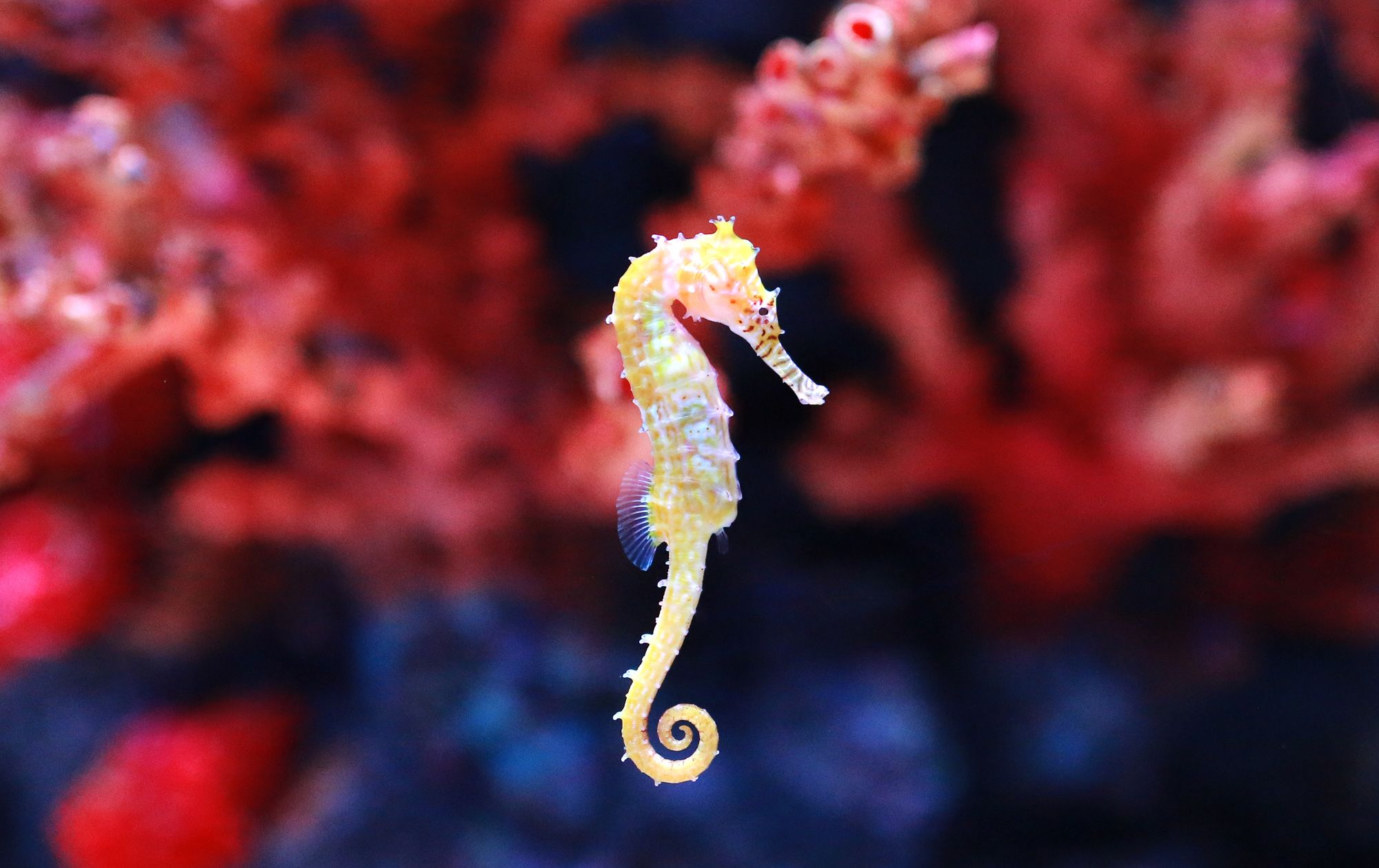 seahorse scuba dive