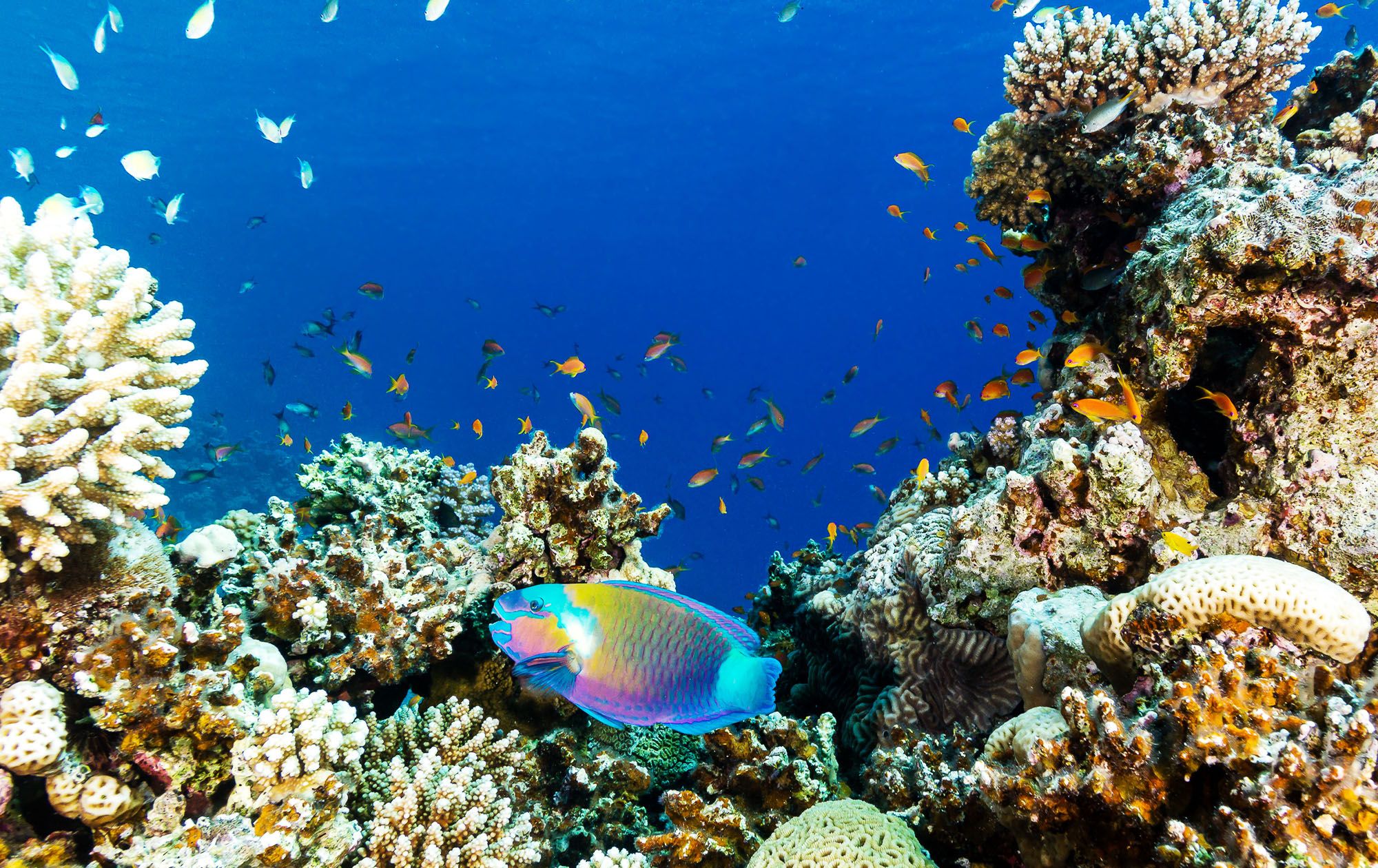 Parrot Fish Scuba Dive Coral Reef
