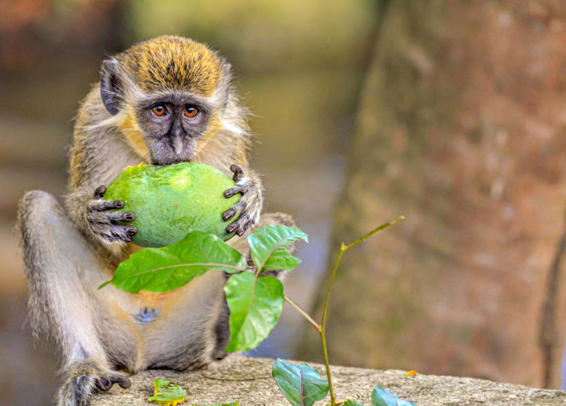 barbados green monkey eating fruit