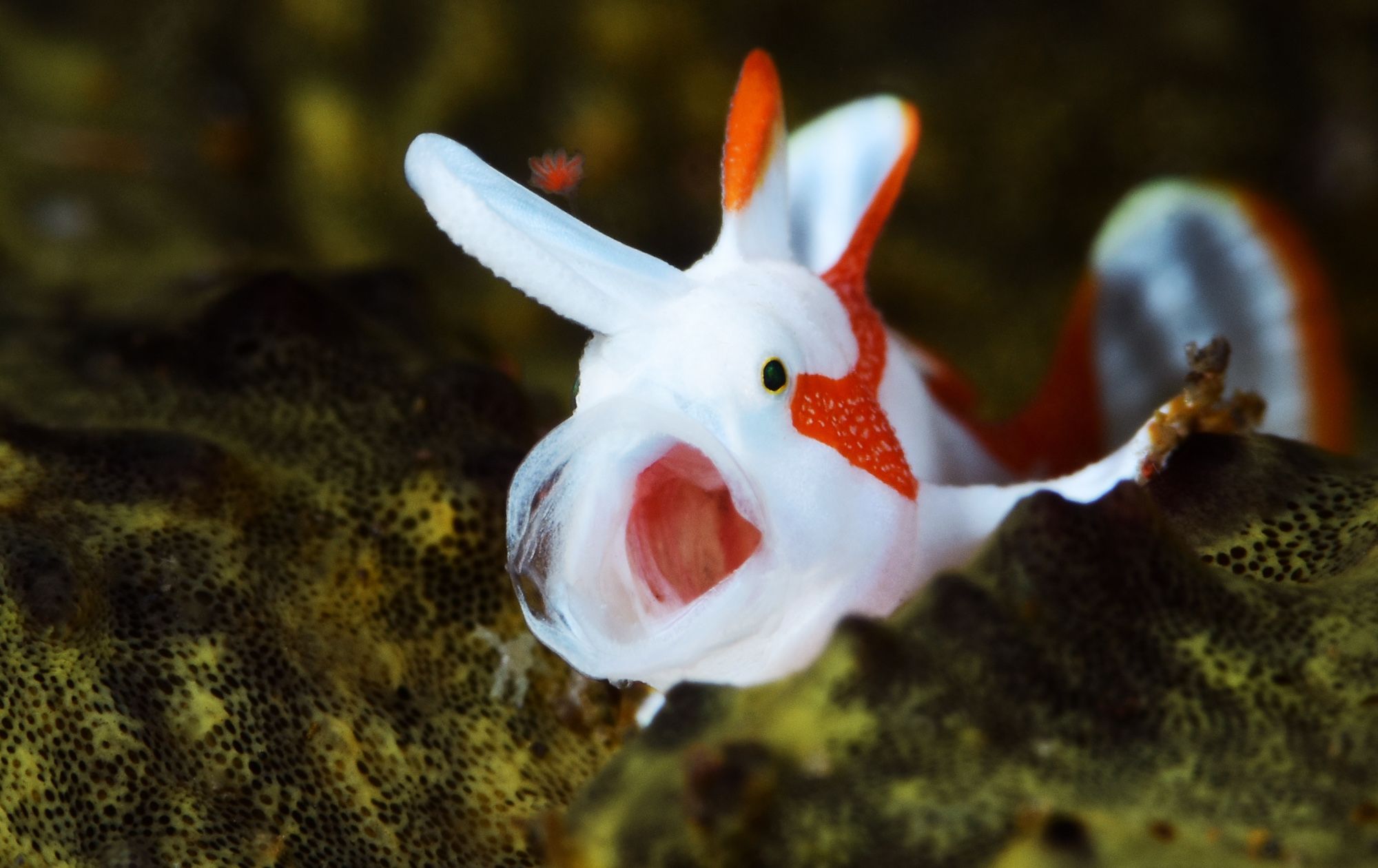 frog fish scuba dive