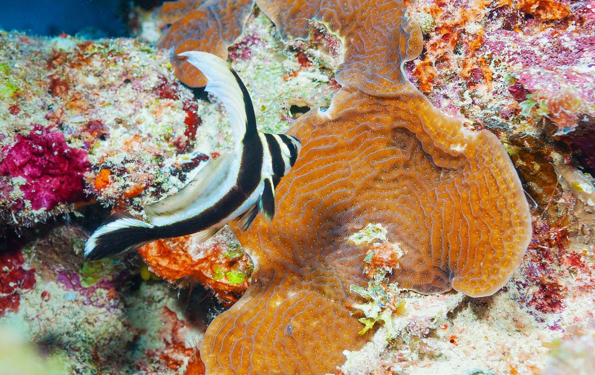 Spotted drum fish coral reef