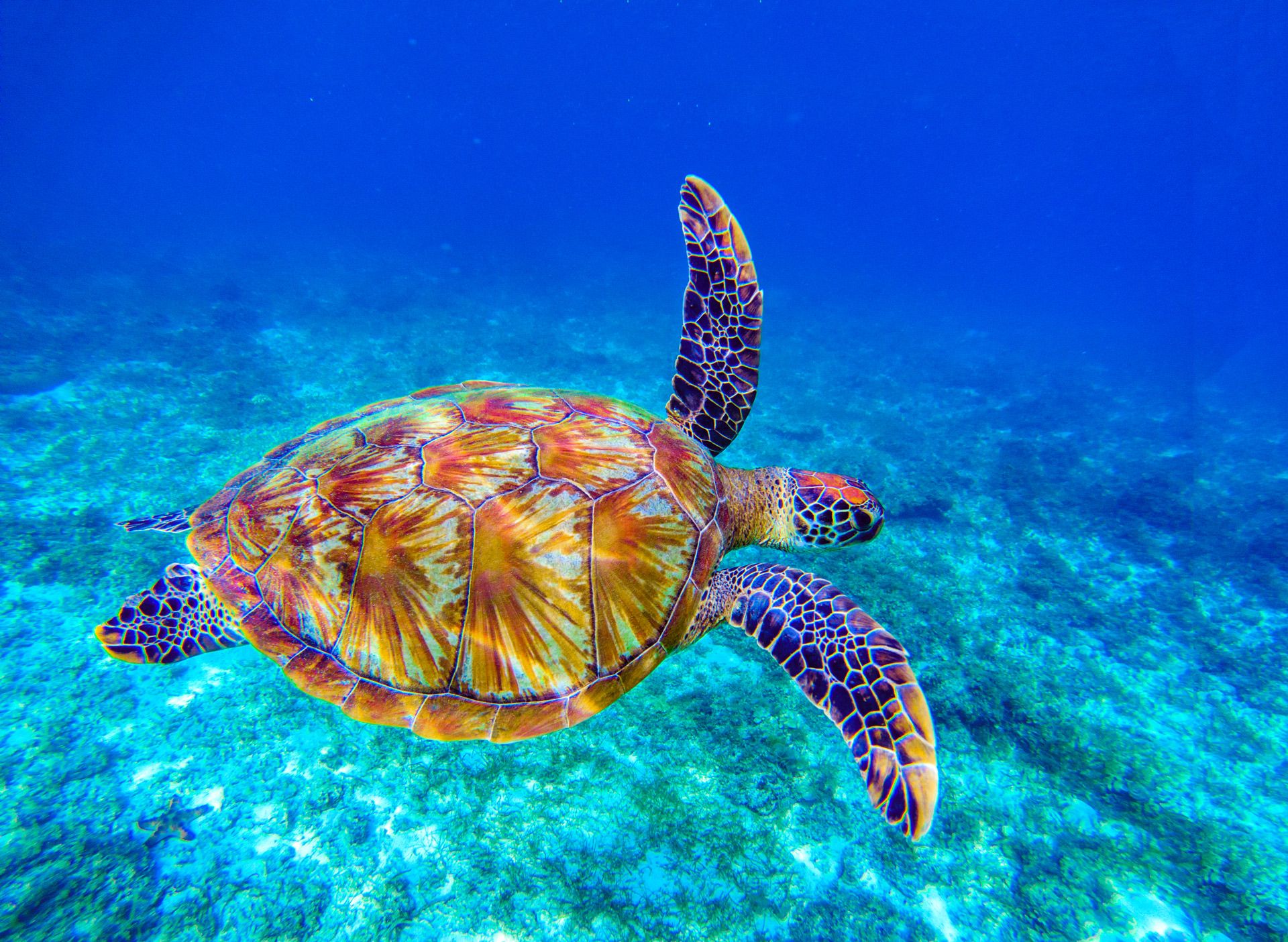 Hawksbill turtle Barbados