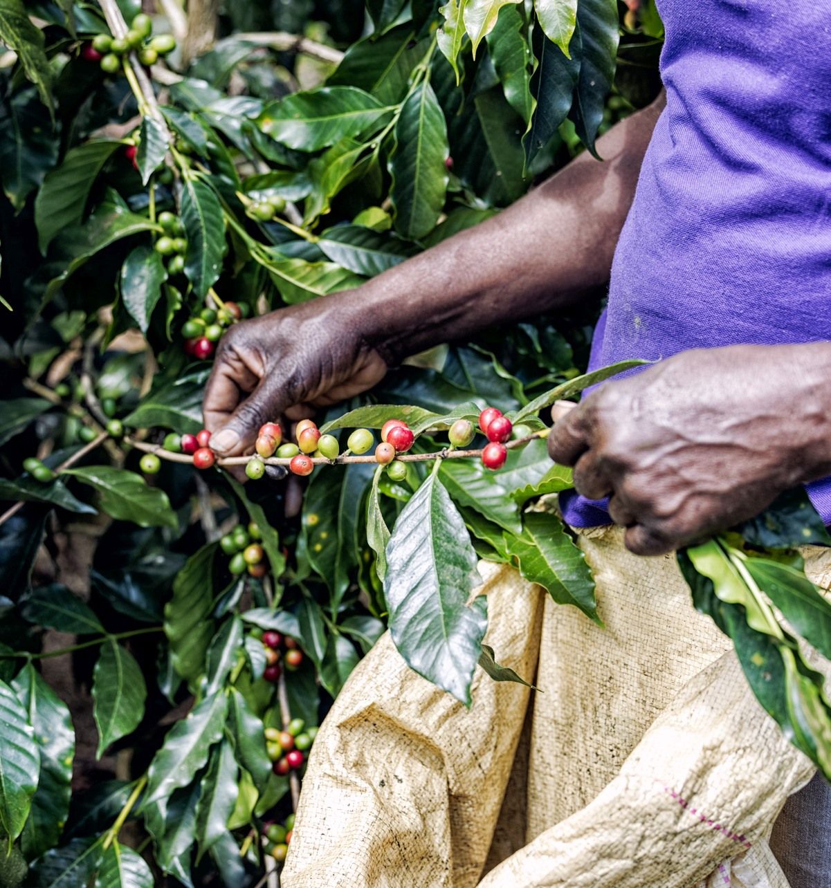 woman-picking-blue-mountain-coffee-beans-1