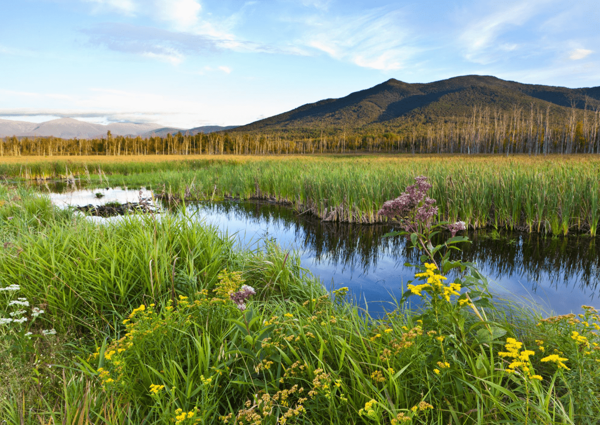 sell a travel agency in new hampshire