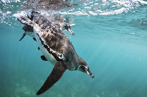 5 Galápagos Photography Tips: How to Capture Great Underwater Images