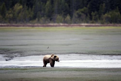 Behind the Lens: In the Presence of Brown Bears in Alaska