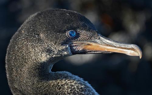 Cartography Magazine Reports from the Galápagos: Espanto y Miedo
