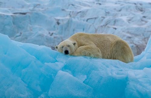 Everything You Need to Know About An Arctic Cruise