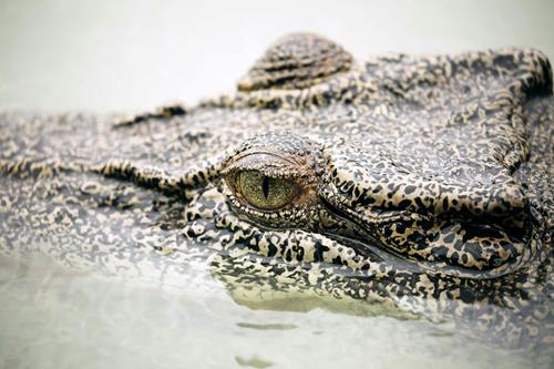 Let’s Get Enriched: Damon Ramsey Dishes on Australian Reptiles