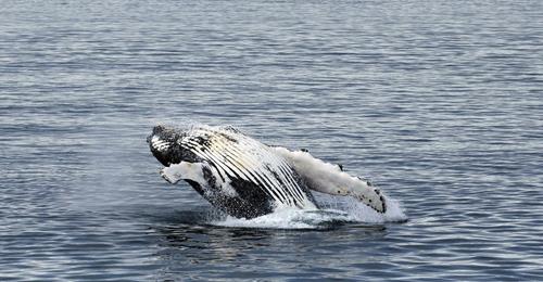 Recovery and Resilience: Humpback Whales in Antarctica Are on the Rise