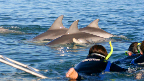 Dolphin Watching Cruise by Temptation Dolphin Swim