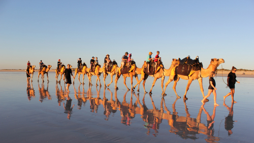 Guided Camel Trek - Sand Dunes & Eucalyptus Forest